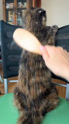 ニャンコのブラッシングしてるだけの動画の記事動画