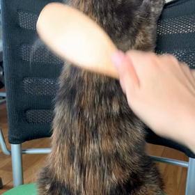 ニャンコのブラッシングしてるだけの動画の画像