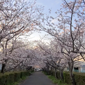 さくら吹雪の画像