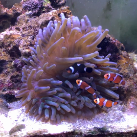 ニモ&イソギンチャクの画像