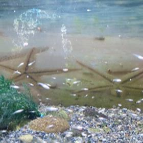 屋根裏のメダカたちの画像