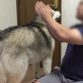 蚊が飛んでる～の画像