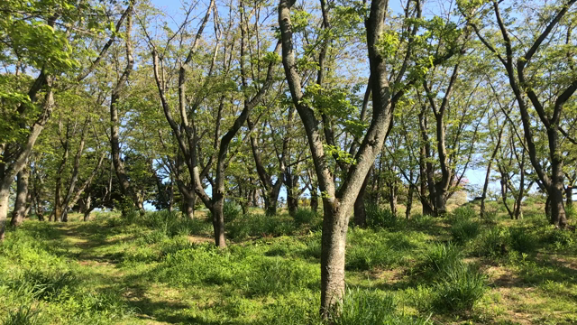 5月の演奏予定の記事動画