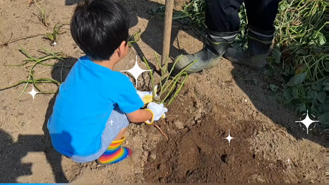 【3歳】じぃじの畑でお芋掘りをしたよの記事動画