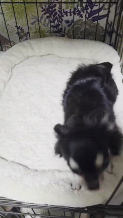 ルルたん便り❤️の記事動画