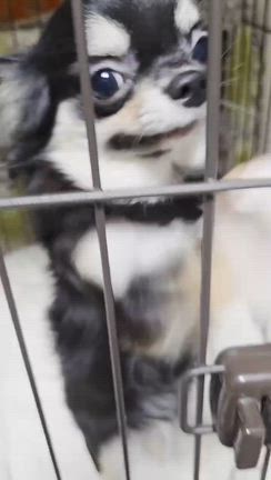 ルルたん便り❤️の記事動画