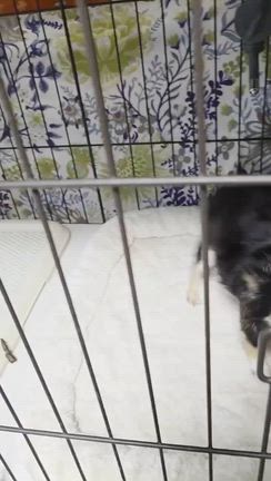 ルルたん便り❤️の記事動画