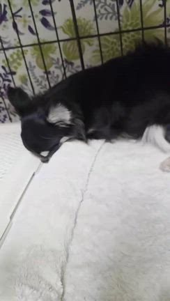 ルルたん便り❤️の記事動画
