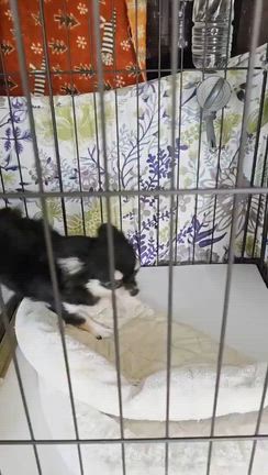 ルルたん便り❤️の記事動画