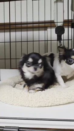 ルルたん便り❤️の記事動画