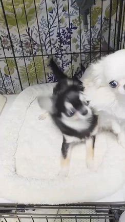 ルルたん便り❤️の記事動画