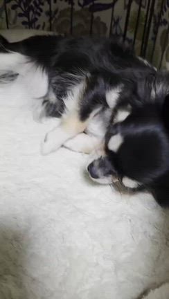 ルルたん便り❤️の記事動画