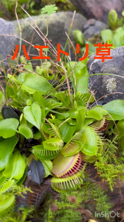 牧野植物園☆高知☆癒しの温室植物が大好きの記事動画