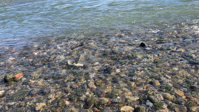 秋・北海道の記事動画