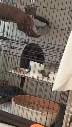 ”動物たちのおうちケアは最強です❗️”の記事動画