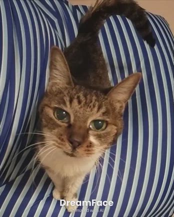 泣いちゃうくらい懐かしくて慕わしくて恋しい存在がいることの記事動画
