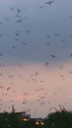 二泊三日の奈良の旅　ツバメのねぐら入りって知ってる！？の記事動画