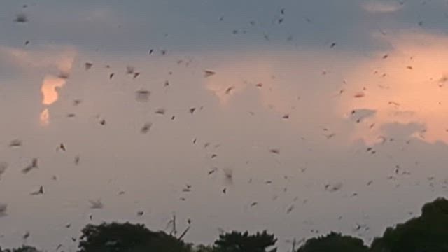 二泊三日の奈良の旅　ツバメのねぐら入りって知ってる！？の記事動画