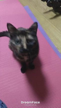 すべてのメッセージは愛にあふれている❗️の記事動画
