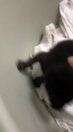 乳飲み子達の記事動画