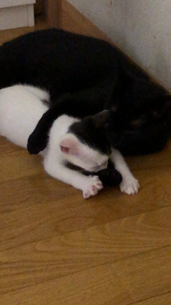 利用者宅の猫達の記事動画