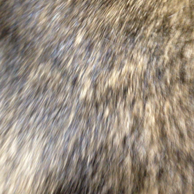ペロペロペロペロの画像