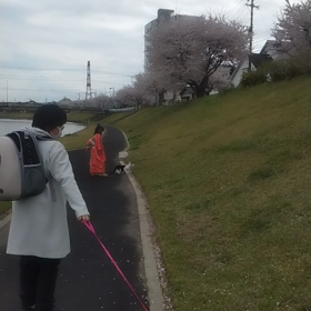 今日のニャンコお花見とお散歩の画像