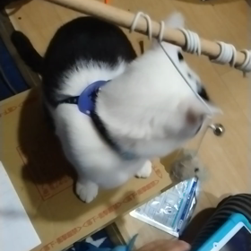 今日のニャンコの画像