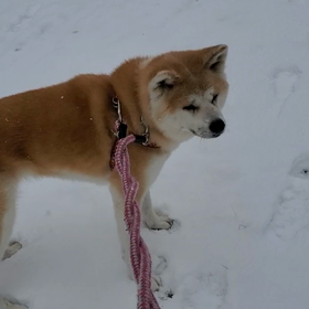 ヒデキ大好き     　　　道路がスケートリンクだの画像