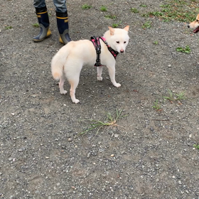 福ちゃんドッグランデビュー(動画あり)の画像