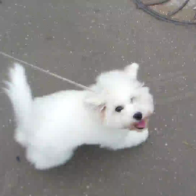 マンゴーさん‥元気一杯ちびっ子動画〜☆の画像