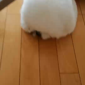 爆毛一平ちゃんは‥悪戯好き〜☆の画像