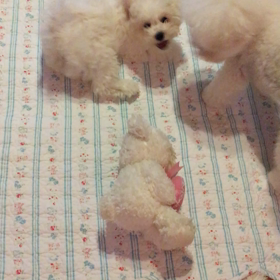 嵐メンバー‥ニノマツ。ルナに立ち向かう〜☆の画像