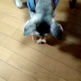 ルネの回復の画像