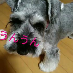 喋る犬？マルモのおきての画像