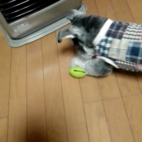またザワザワ来ちゃったの画像