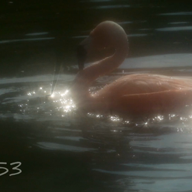 フラミンゴの画像