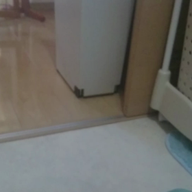 ドライヤーは怖いけど興味津々でし！の画像