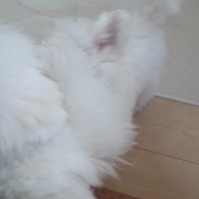 ワンちゃんが眠くなる音楽!?の画像