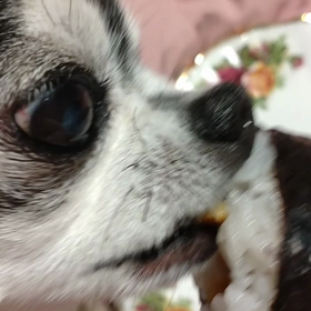 節分　瑠璃の恵方巻きだよー♥の画像