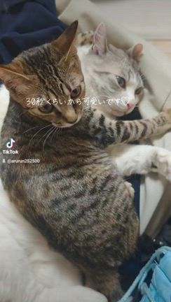伸び代こそが光だ！！！の記事動画