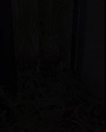 ローズマリーの挿し木と小話。の記事動画