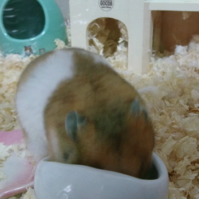 さくちゃん初めて鳴く(>_<)の画像