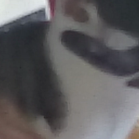 化け猫の画像
