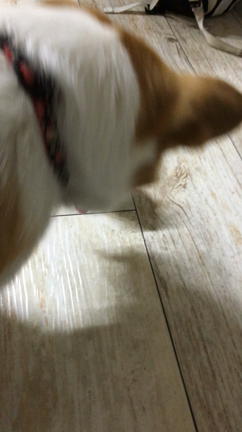 ぷてぃ&はな1歳8ヶ月になりました(*´꒳`*)の記事動画