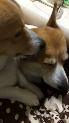ぷてぃ&はな1歳8ヶ月になりました(*´꒳`*)の記事動画