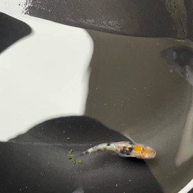 三色ラメの変化の画像