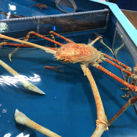 愛知県蒲郡市竹島水族館の画像
