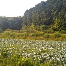田舎住まい4。の画像