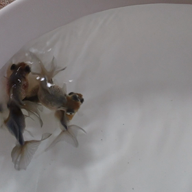 パール鱗の魚の画像